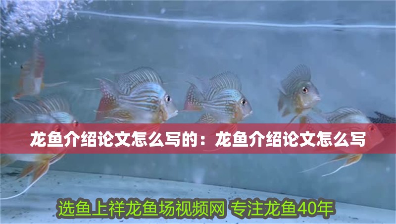 龍魚介紹論文怎么寫的：龍魚介紹論文怎么寫