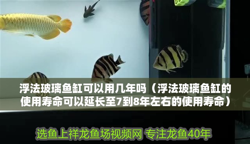 浮法玻璃魚缸可以用幾年嗎（浮法玻璃魚缸的使用壽命可以延長至7到8年左右的使用壽命） 浮法玻璃魚缸可以用幾年嗎（浮法玻璃魚缸的使用壽命可以延長至7到8年左右的使用壽命） 魚缸百科