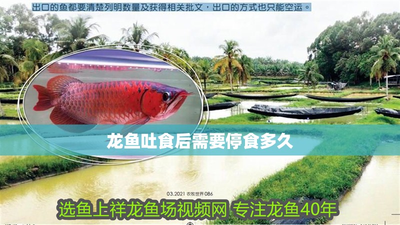 龍魚吐食后需要停食多久