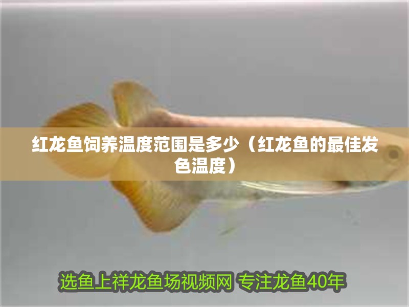 紅龍魚飼養(yǎng)溫度范圍是多少（紅龍魚的最佳發(fā)色溫度）
