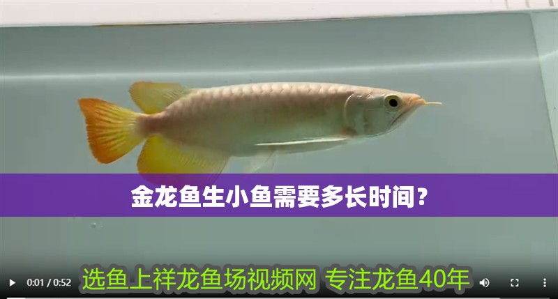魚缸用增氧泵價格是多少:魚缸增氧機-xtrac增氧機-xtrac增氧機 金龍魚生小魚需要多長時間? 龍魚論壇 金龍魚生小魚需要多長時間? 金龍魚生小魚需要多長時間? 龍魚論壇