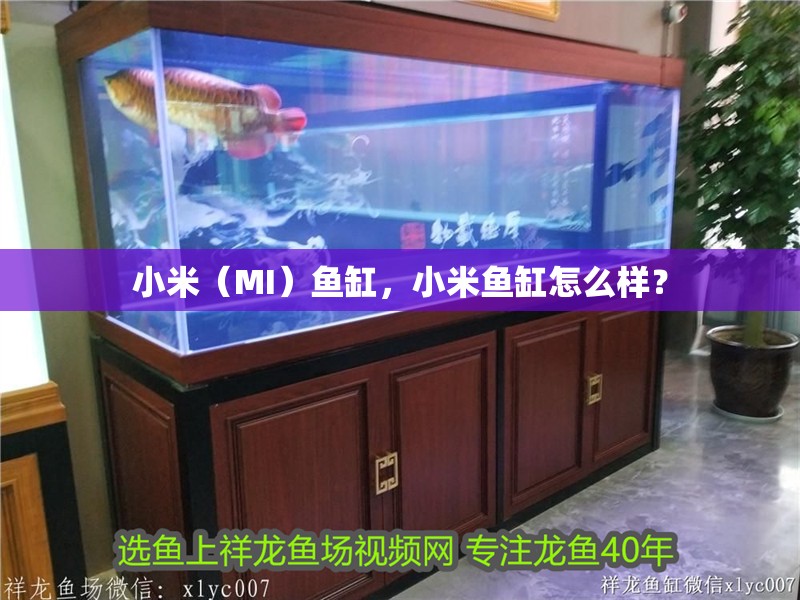 小米（MI）魚缸，小米魚缸怎么樣？ 小米（MI）魚缸，小米魚缸怎么樣？ 魚缸百科