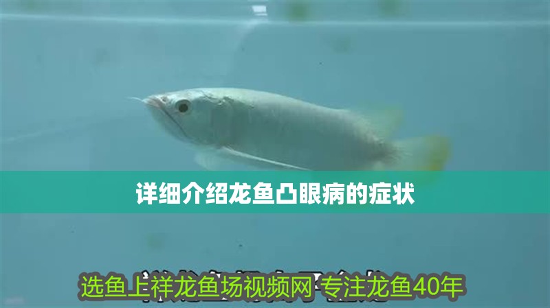 詳細介紹龍魚凸眼病的癥狀