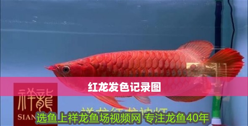 紅龍發(fā)色記錄圖