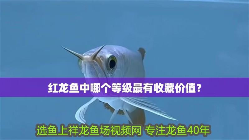 紅龍魚中哪個等級最有收藏價值？