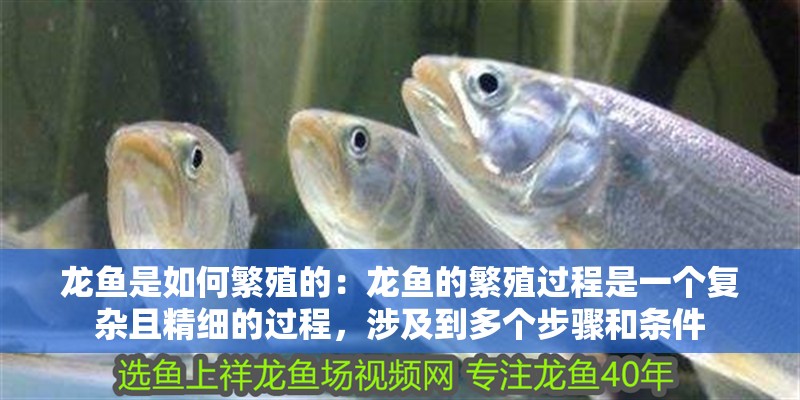 龍魚是如何繁殖的：龍魚的繁殖過程是一個復雜且精細的過程，涉及到多個步驟和條件