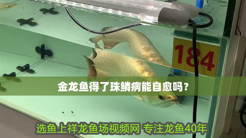 金龍魚得了珠鱗病能自愈嗎？