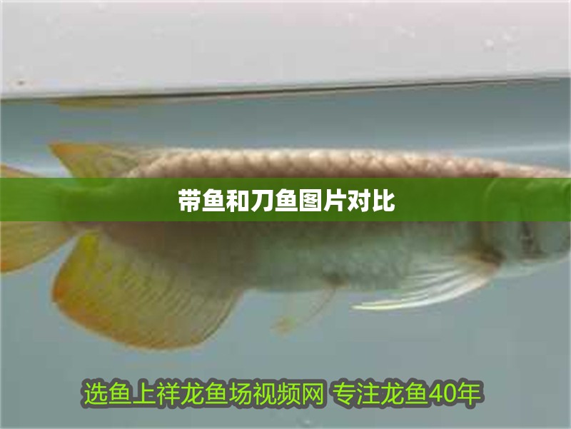 帶魚和刀魚圖片對比