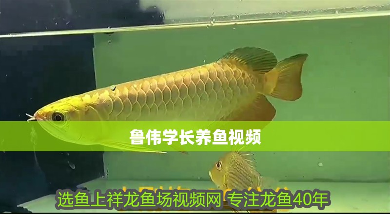 魯偉學長養魚視頻