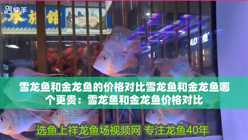 雪龍魚和金龍魚的價格對比雪龍魚和金龍魚哪個更貴：雪龍魚和金龍魚價格對比