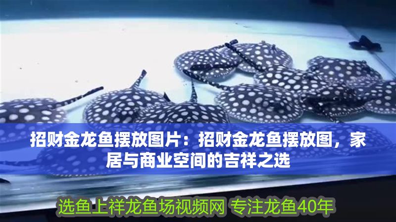 招財(cái)金龍魚(yú)擺放圖片：招財(cái)金龍魚(yú)擺放圖，家居與商業(yè)空間的吉祥之選