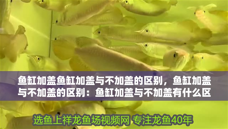 魚缸加蓋魚缸加蓋與不加蓋的區別，魚缸加蓋與不加蓋的區別：魚缸加蓋與不加蓋有什么區別？