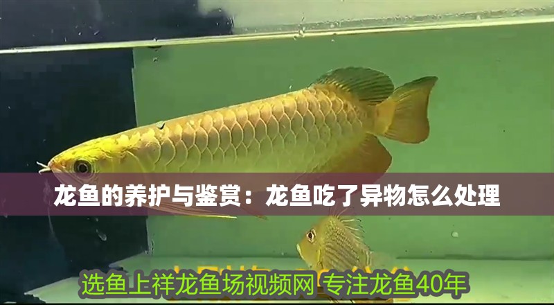 龍魚的養護與鑒賞：龍魚吃了異物怎么處理
