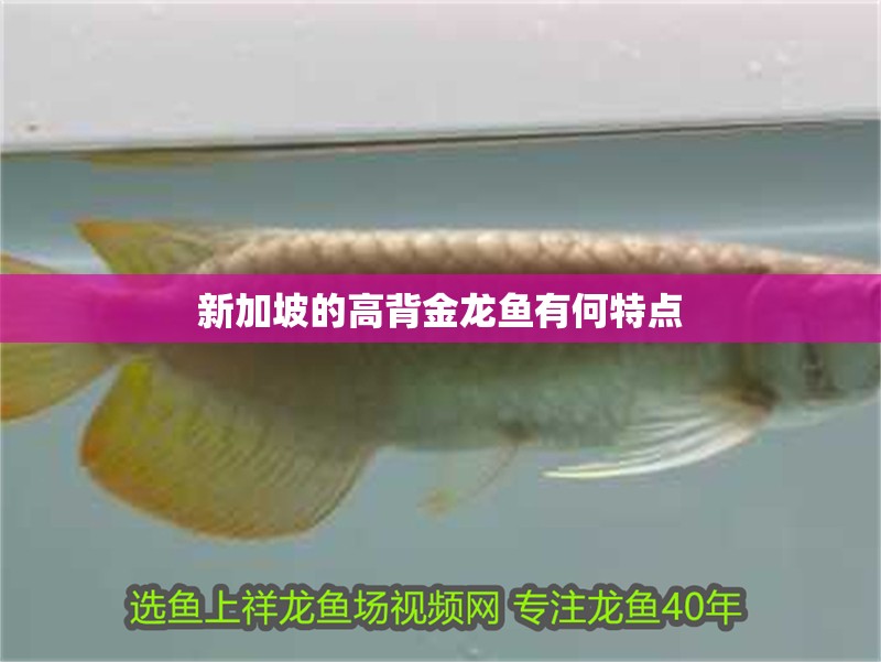 新加坡的高背金龍魚有何特點(diǎn) 新加坡的高背金龍魚有何特點(diǎn) 龍魚百科