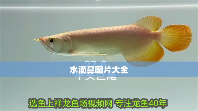 水滴鼻圖片大全