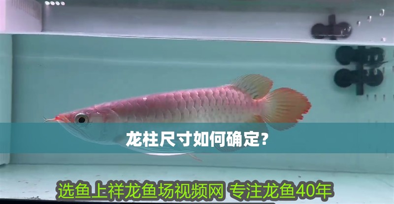 龍魚干蝦有營養(yǎng)嗎 龍柱尺寸如何確定? 龍魚論壇 龍柱尺寸如何確定? 龍柱尺寸如何確定? 龍魚論壇
