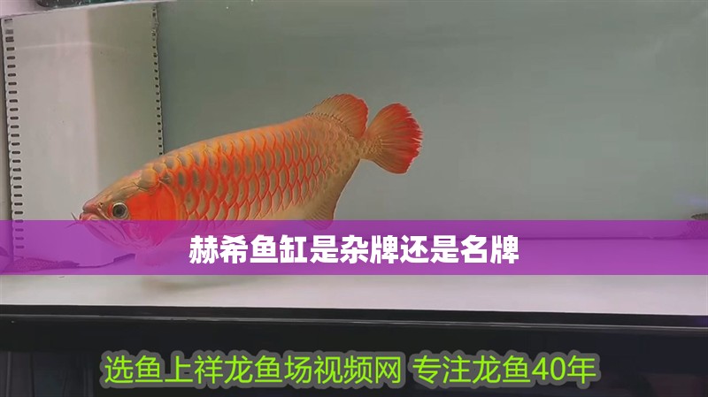 赫希魚缸是雜牌還是名牌 赫希魚缸是雜牌還是名牌 龍魚論壇