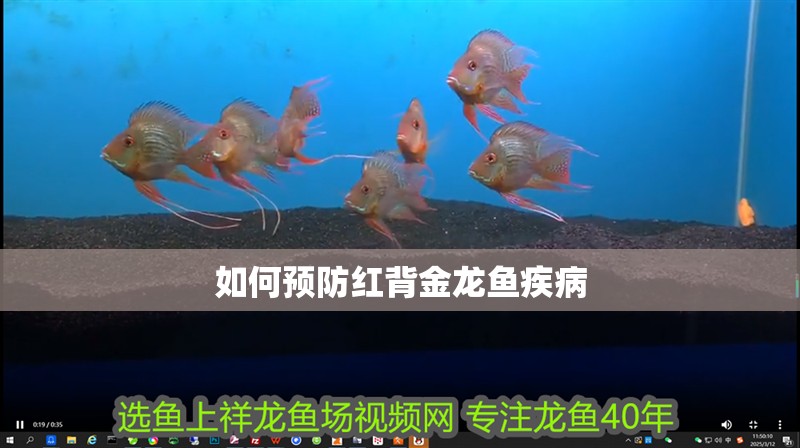 如何預防紅背金龍魚疾病