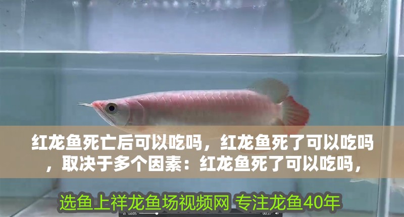紅龍魚死亡后可以吃嗎，紅龍魚死了可以吃嗎，取決于多個因素：紅龍魚死了可以吃嗎，