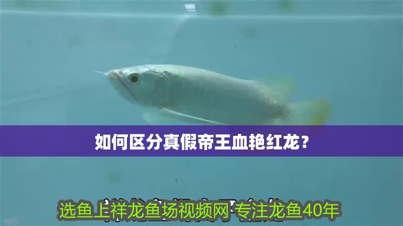 魚(yú)缸造景先放沙還是先放水(魚(yú)缸造景先鋪沙還是先放石頭) 如何區(qū)分真假帝王血艷紅龍? 龍魚(yú)論壇 如何區(qū)分真假帝王血艷紅龍? 如何區(qū)分真假帝王血艷紅龍? 龍魚(yú)論壇
