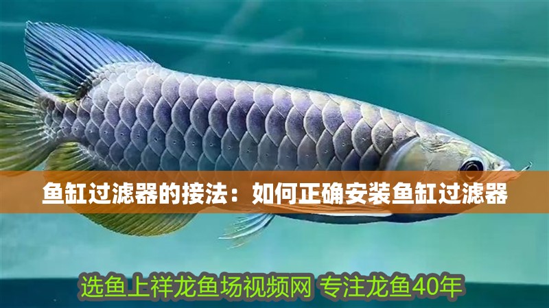 魚缸過(guò)濾器的接法：如何正確安裝魚缸過(guò)濾器
