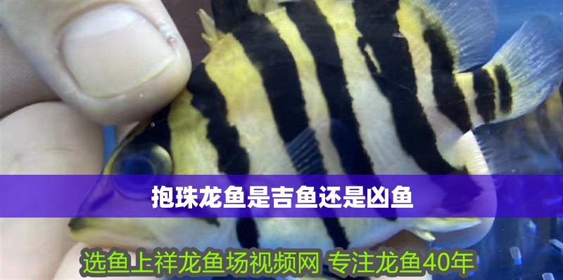 抱珠龍魚是吉魚還是兇魚 抱珠龍魚是吉魚還是兇魚 龍魚論壇