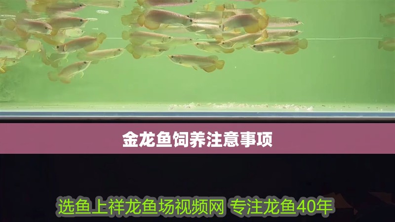 金龍魚飼養(yǎng)注意事項