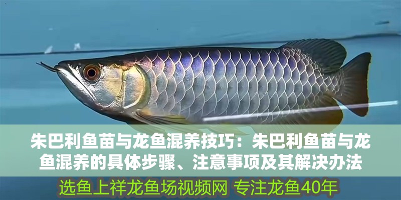 朱巴利魚苗與龍魚混養技巧：朱巴利魚苗與龍魚混養的具體步驟、注意事項及其解決辦法