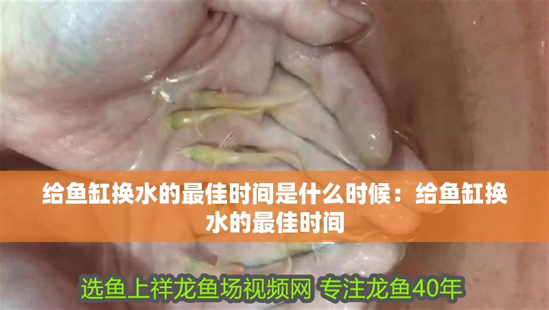 我的虎魚真菌感染了要怎么處理 給魚缸換水的最佳時間是什么時候:給魚缸換水的最佳時間 魚缸百科 給魚缸換水的最佳時間是什么時候:給魚缸換水的最佳時間 給魚缸換水的最佳時間是什么時候:給魚缸換水的最佳時間 魚缸百科