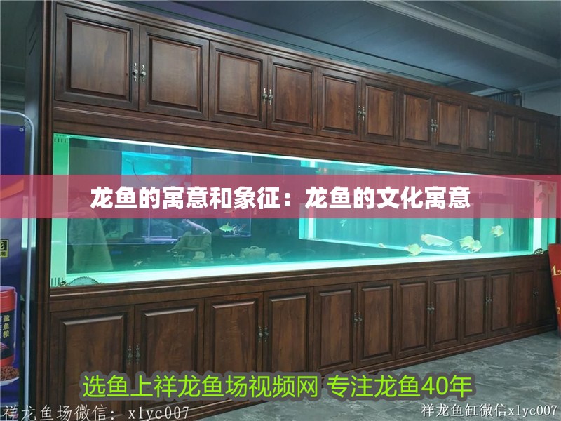 龍魚的寓意和象征：龍魚的文化寓意 龍魚的寓意和象征：龍魚的文化寓意 龍魚百科