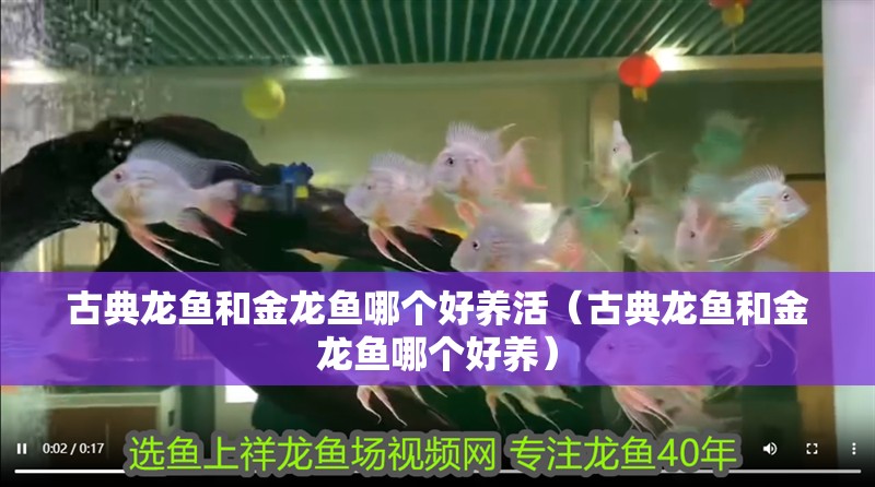 古典龍魚和金龍魚哪個好養活（古典龍魚和金龍魚哪個好養）