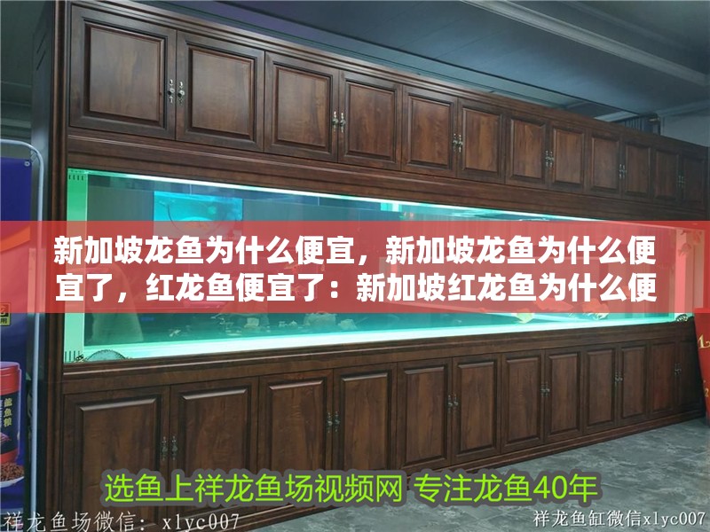 新加坡龍魚為什么便宜，新加坡龍魚為什么便宜了，紅龍魚便宜了：新加坡紅龍魚為什么便宜了 新加坡龍魚為什么便宜，新加坡龍魚為什么便宜了，紅龍魚便宜了：新加坡紅龍魚為什么便宜了 龍魚百科