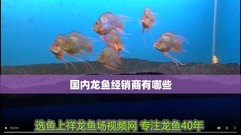 國內(nèi)龍魚經(jīng)銷商有哪些