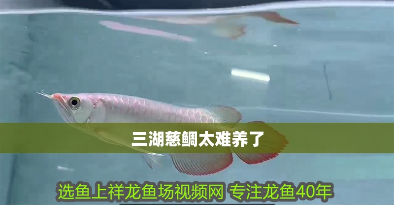 三湖慈鯛太難養(yǎng)了