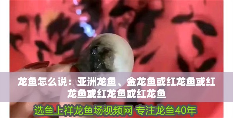 龍魚怎么說：亞洲龍魚、金龍魚或紅龍魚或紅龍魚或紅龍魚或紅龍魚 龍魚怎么說：亞洲龍魚、金龍魚或紅龍魚或紅龍魚或紅龍魚或紅龍魚 龍魚百科