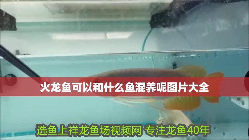 火龍魚可以和什么魚混養呢圖片大全