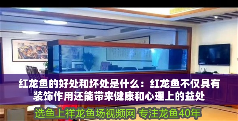 紅龍魚的好處和壞處是什么：紅龍魚不僅具有裝飾作用還能帶來健康和心理上的益處