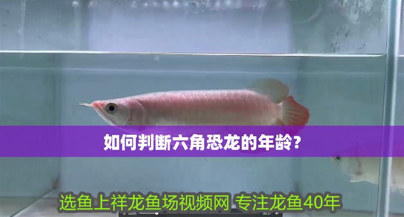 如何判斷六角恐龍的年齡？