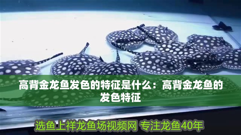 高背金龍魚發色的特征是什么：高背金龍魚的發色特征