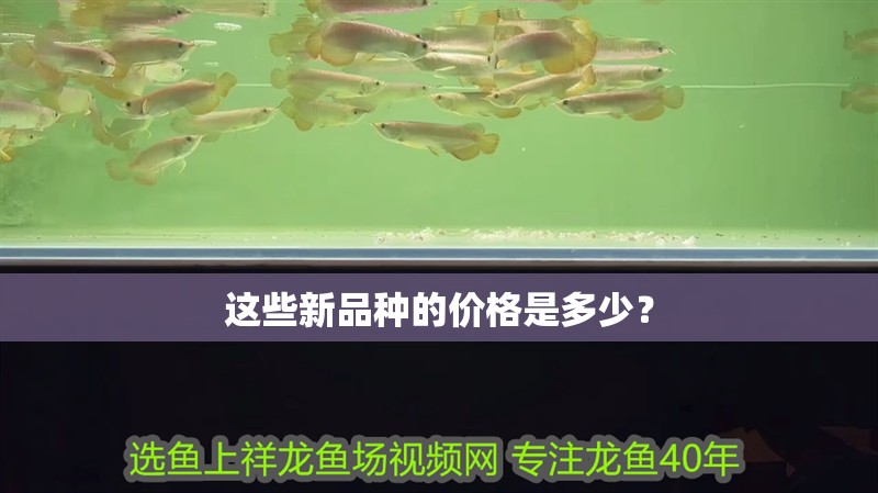 這些新品種的價格是多少？