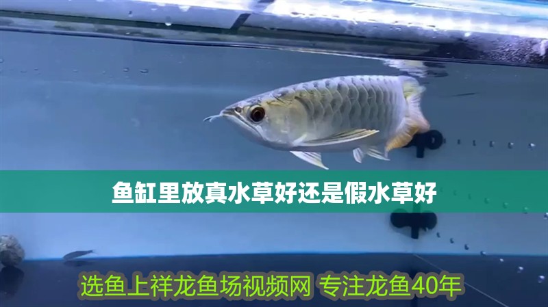 魚缸里放真水草好還是假水草好 魚缸里放真水草好還是假水草好 龍魚論壇