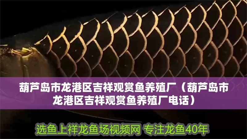葫蘆島市龍港區(qū)吉祥觀賞魚養(yǎng)殖廠（葫蘆島市龍港區(qū)吉祥觀賞魚養(yǎng)殖廠電話）