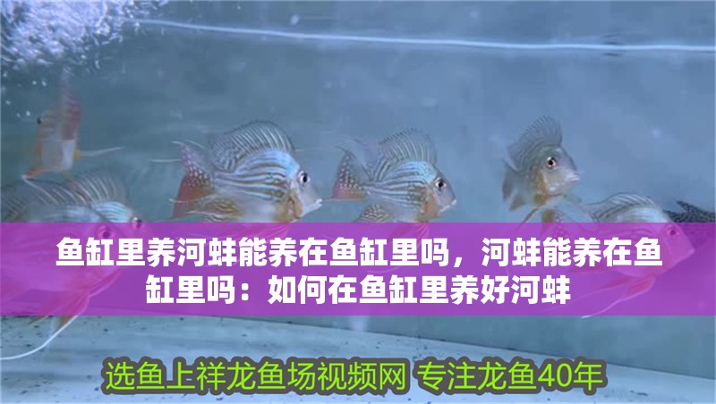 魚(yú)缸里養(yǎng)河蚌能養(yǎng)在魚(yú)缸里嗎，河蚌能養(yǎng)在魚(yú)缸里嗎：如何在魚(yú)缸里養(yǎng)好河蚌 魚(yú)缸里養(yǎng)河蚌能養(yǎng)在魚(yú)缸里嗎，河蚌能養(yǎng)在魚(yú)缸里嗎：如何在魚(yú)缸里養(yǎng)好河蚌 魚(yú)缸百科