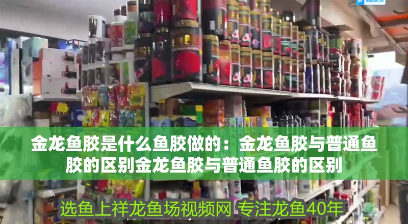 金龍魚膠是什么魚膠做的：金龍魚膠與普通魚膠的區別金龍魚膠與普通魚膠的區別