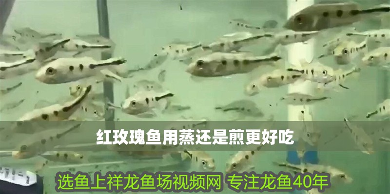 紅玫瑰魚用蒸還是煎更好吃