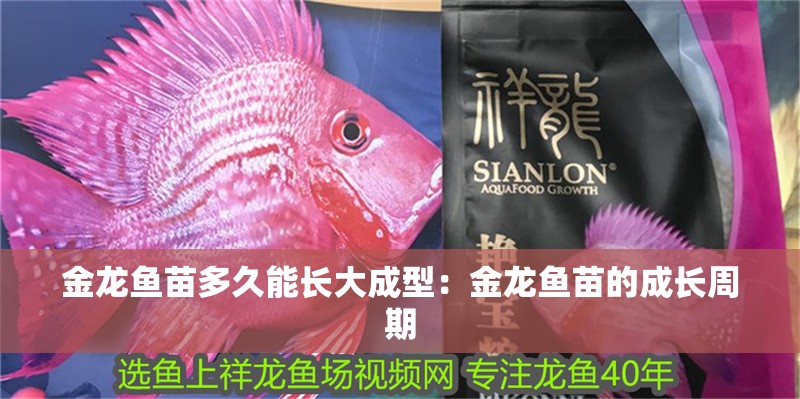 金龍魚苗多久能長大成型：金龍魚苗的成長周期