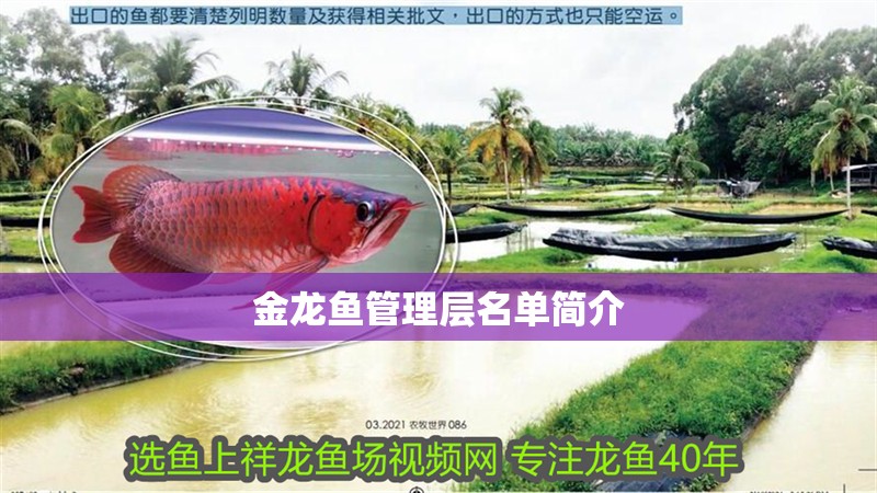 金龍魚管理層名單簡介 金龍魚管理層名單簡介 龍魚論壇