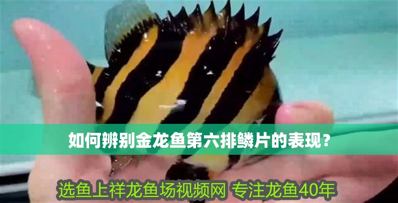 如何辨別金龍魚第六排鱗片的表現？