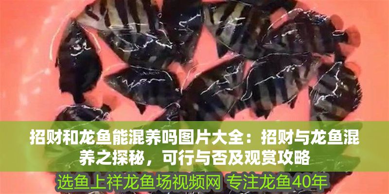 招財和龍魚能混養嗎圖片大全：招財與龍魚混養之探秘，可行與否及觀賞攻略