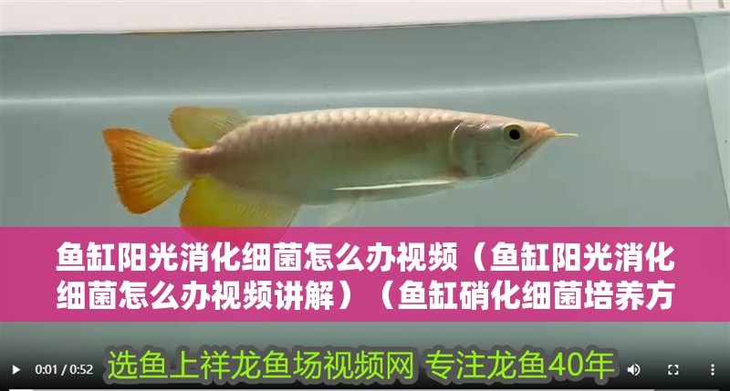 魚缸陽光消化細菌怎么辦視頻（魚缸陽光消化細菌怎么辦視頻講解）（魚缸硝化細菌培養方法）